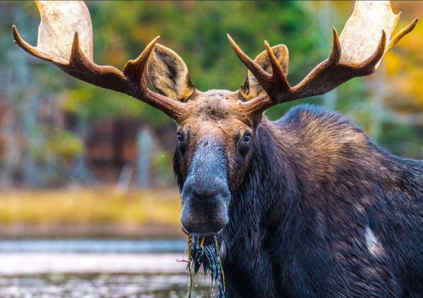 SCINEF Maine Moose Sweepstakes - Ticket Sales Is Now Closed